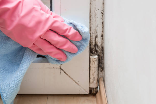 Best Crawl Space Mold Remediation in Temelec, CA